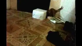 БЕШЕНЫЙ КОТЕНОК