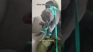 When Muslims have cats! 