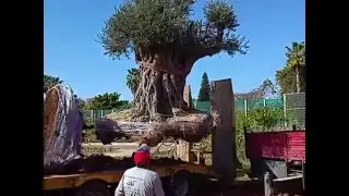עצי זית עתיקים למכירה משתלות ירוק ישראלי 03-7655555