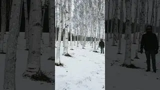 Maeda Forest, Sapporo. #sapporo #hokkaido #forest #ice #iceforest #snowforest #japan #travel #video