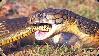 The King Cobra is the ultimate snake hunter! The long and venomous mistress of the forest!