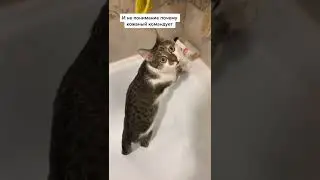 шкодный кот