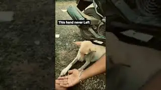 this hand never leave you alone 🐕 the real friend  #pet #dog #love