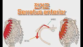 전거근/앞톱니근/Serratus anterior 완전 정복!
