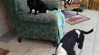 Count Droolsburg Cat Test