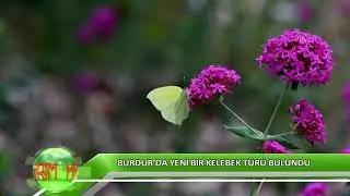 Burdur’da yeni bir kelebek türü bulundu