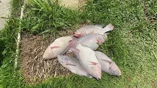 PÉRDIDA DE PECES - SISTEMA ACUAPÓNICO EN MI CASA.