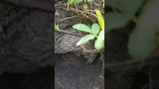 Барсук любит пчёл и ос. 