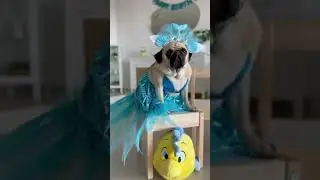 The Little MerPug 🧜🏻‍♀️ 