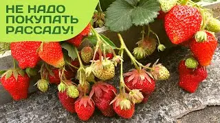 Что, так можно было?! Земляника из семян!