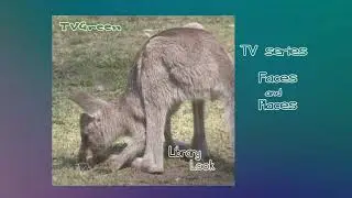 FaunaView: Australia - New South Wales - Kangaroos