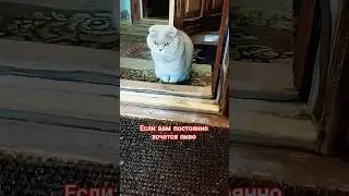 если вам постоянно хочется пиво 🤣 