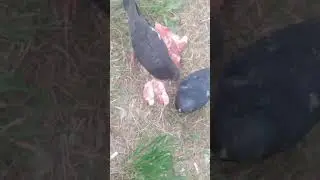 ГОЛУБКИ КУШАЮТ МЯСО =)
