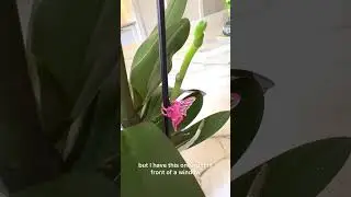 Staking your orchid flower spike #orchid #phalaenopsis