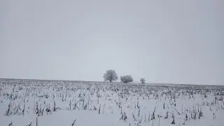 Дуб в заснеженном поле.