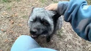 Monday FTF foxy check in! 