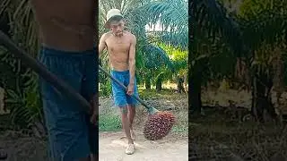 Predator sawit menyala bosku💪🤣#panen #sawit