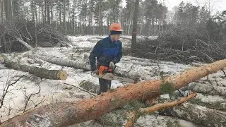 Валка последнего дерева на лесосеки