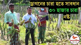 এই রকম ক্ষতি যেন না হয় ৩০ হাজার ড্রাগন চারা তুলে ফেলল এক্ষনি সাবধান হোন