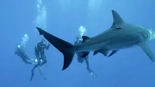 Expedition Unknown | Season 13 Episode 4 Preview | Sharks vs Nazis In Paradise [HD] [2024]