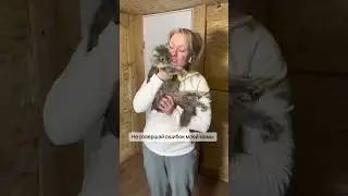 Возьми у меня котенка и Подпишись в инст animal_tsarstvo 