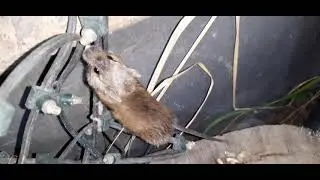 Наглая мышь