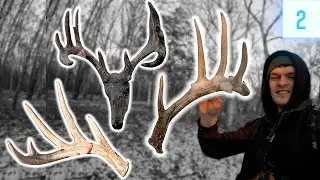 Surprise Antlers & EHD Deadheads // Shed Hunting 2024 E2