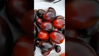 New tomato varieties for 2023