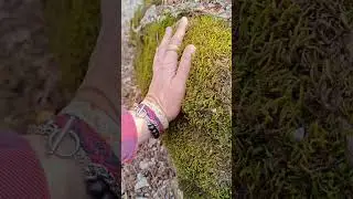 Настроение: трогать мох 