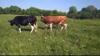 Корова в охоте/ свиданье с быком/ корова скровила