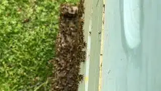 The Arrival of the Queen
