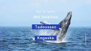 7 jours pour voir les baleines en Côte-Nord | Bonjour Québec
