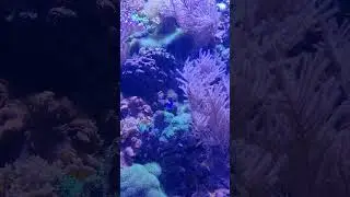 Respect #shorts Aquarium in Plock (Poland) #zoo #nature #fish #aquarium #sealife