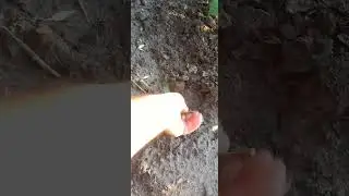 Ловушка на крота