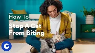 How To Stop A Cat From Biting | Chewtorials