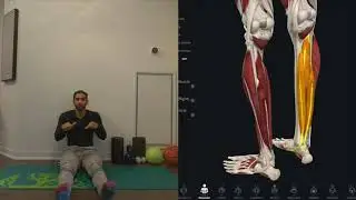 Exploring Foot Motions  Toe Curl and Splay
