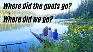 The goats are gone...what happened?