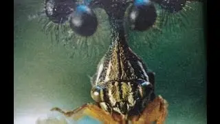 Membracidae 2 treehopper thorn bug 20 27mn ants & comunication