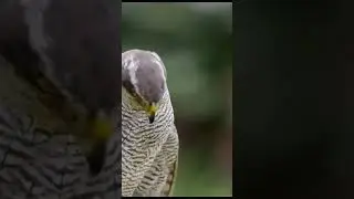 How To Train Your Falcon Training falcons for falconry