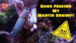 Hand-Feeding Bruce: Breaking Stereotypes & Surprising Results
