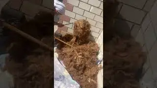 Жүн түту.колдагы карумен сабау