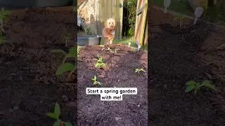 Are you gardening this spring?  Let me know in the comments what you’re planting! #gardening