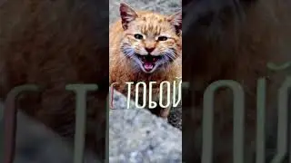 Бездомный котик😭 #мелстрой #Бездомный #кот