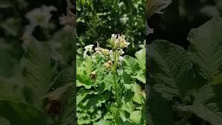 КТО ЭТО И КАК С ЭТИМ БОРОТЬСЯ?
