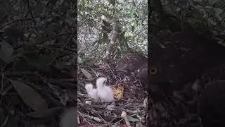 Honey Buzzard eats bee pupae, the mother eagle only feeds the big eagle蜂鹰吃蜂蛹，鹰妈妈只给大鹰喂，小鹰只有眼馋的份