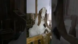 Построили бюджетный козовник на 5 коз! 🐐 Процесс стройки и результат 😀