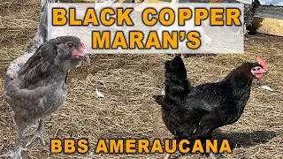 Our New Black Copper Maran Chickens & BBS Ameraucana Chickens