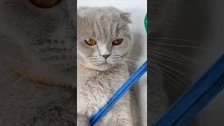 Пранк не удался 😞 #cat #catshorts #cats