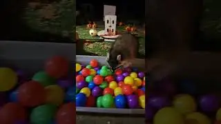 Halloween time for Raccoons