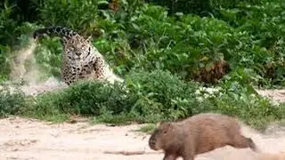 Jaguar attacking a capybara 